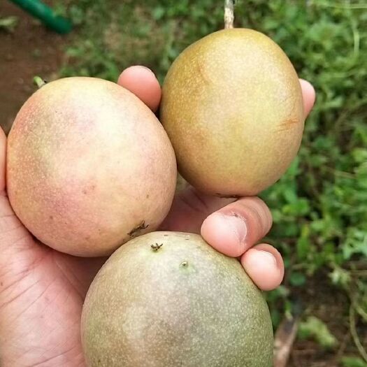 灵山县紫香百香果苗