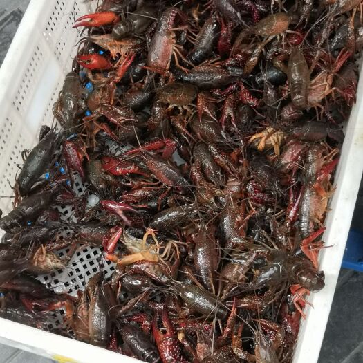南京青红虾 9钱以上 人工养殖