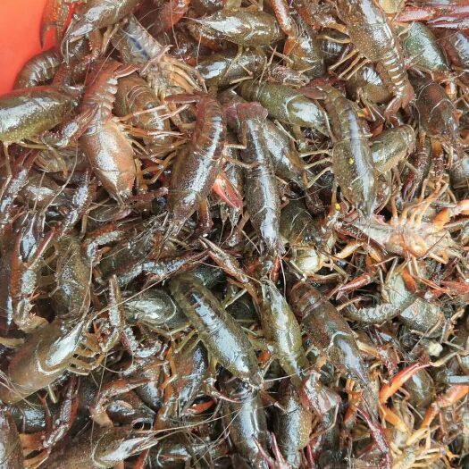 潜江市潜江小龙虾 50