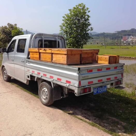 通山县 中华蜜蜂