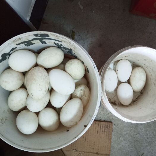 绩溪县 鹅蛋。自家养的。不吃饲料，
