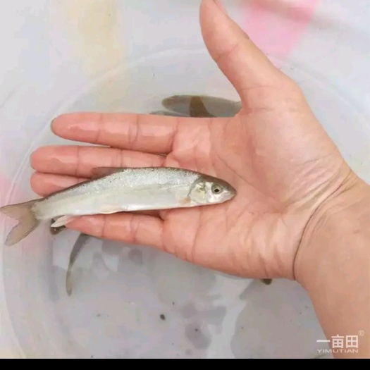 凤庆县三文鱼，三文鱼苗，