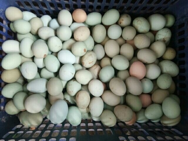 喀喇沁旗绿壳鸡蛋 食用 简包装