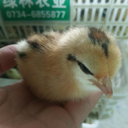 长沙蛋鸡苗  优质麻羽高产公鸡苗绿壳蛋公鸡苗黄土公鸡苗湖南土鸡苗衡阳鸡苗