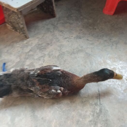 射阳县 麻鸭快麻，4一5斤统货全公散养