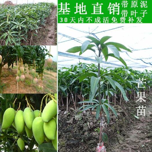 灵山县 芒果树苗南方北方种植嫁接四季芒澳芒金煌芒大芒果盆栽地栽芒果苗