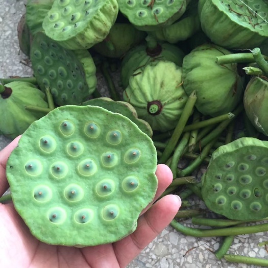 东方市 上万亩莲田种植新鲜莲蓬大量发货
