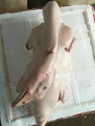 汕头肉鹅  狮头鹅鹅肉卤鹅专用正宗汕头狮头鹅现杀现寄