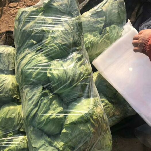 绿包菜  精品绿甘蓝大量上市