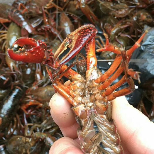 洪湖市荆州小龙虾 规格好，价格优