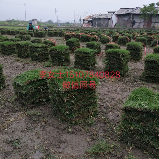 宾阳县 马尼拉草