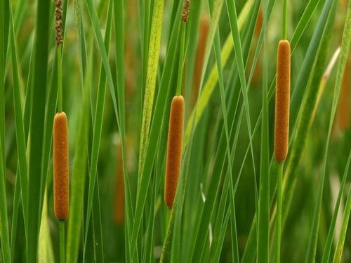 香蒲种子 平凉香蒲种苗批发价格种植香蒲种苗睡莲基地购买供应厂家