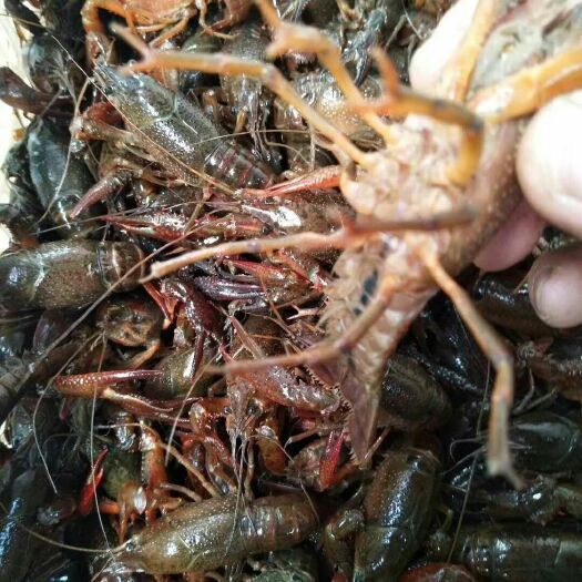 潜江市潜江小龙虾 小青小红234