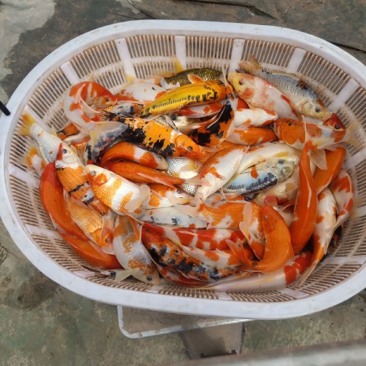 荥阳市红白锦鲤 0.25-1公斤 