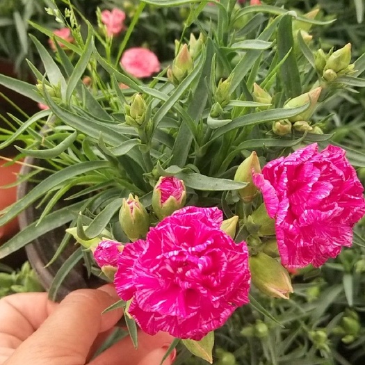 沭阳县 康乃馨小盆栽