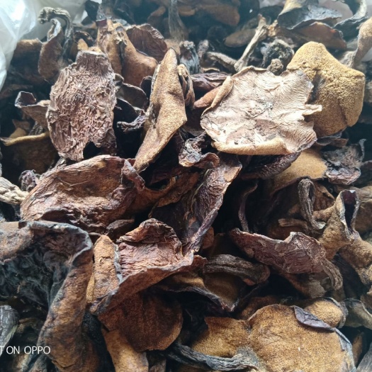 蒙阴县 沂蒙山野生蘑菇