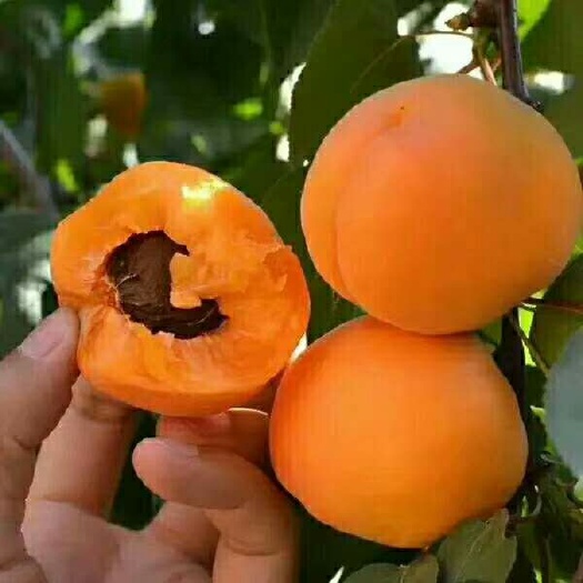 鲜金太阳杏，甜味十足，现摘现发，5斤包邮