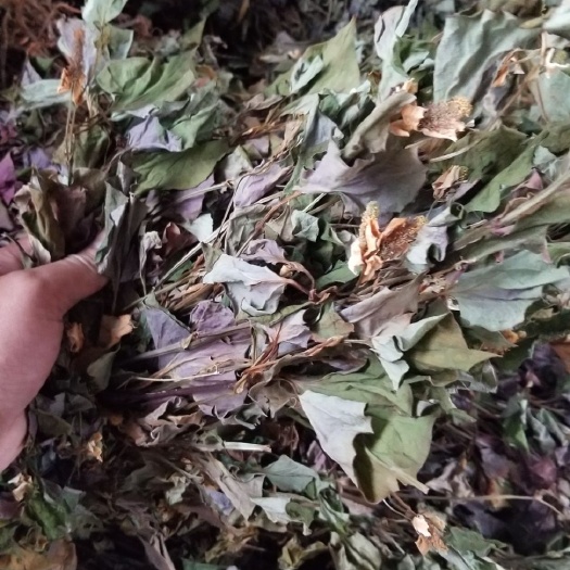 宜宾鱼腥草野生鱼腥草四川