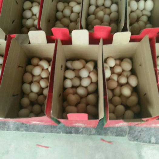 长春 乌鸡蛋
