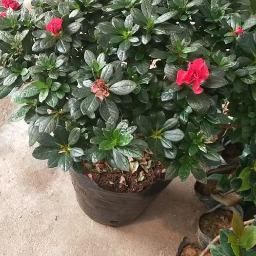 沭阳县杜鹃红 杜鹃花