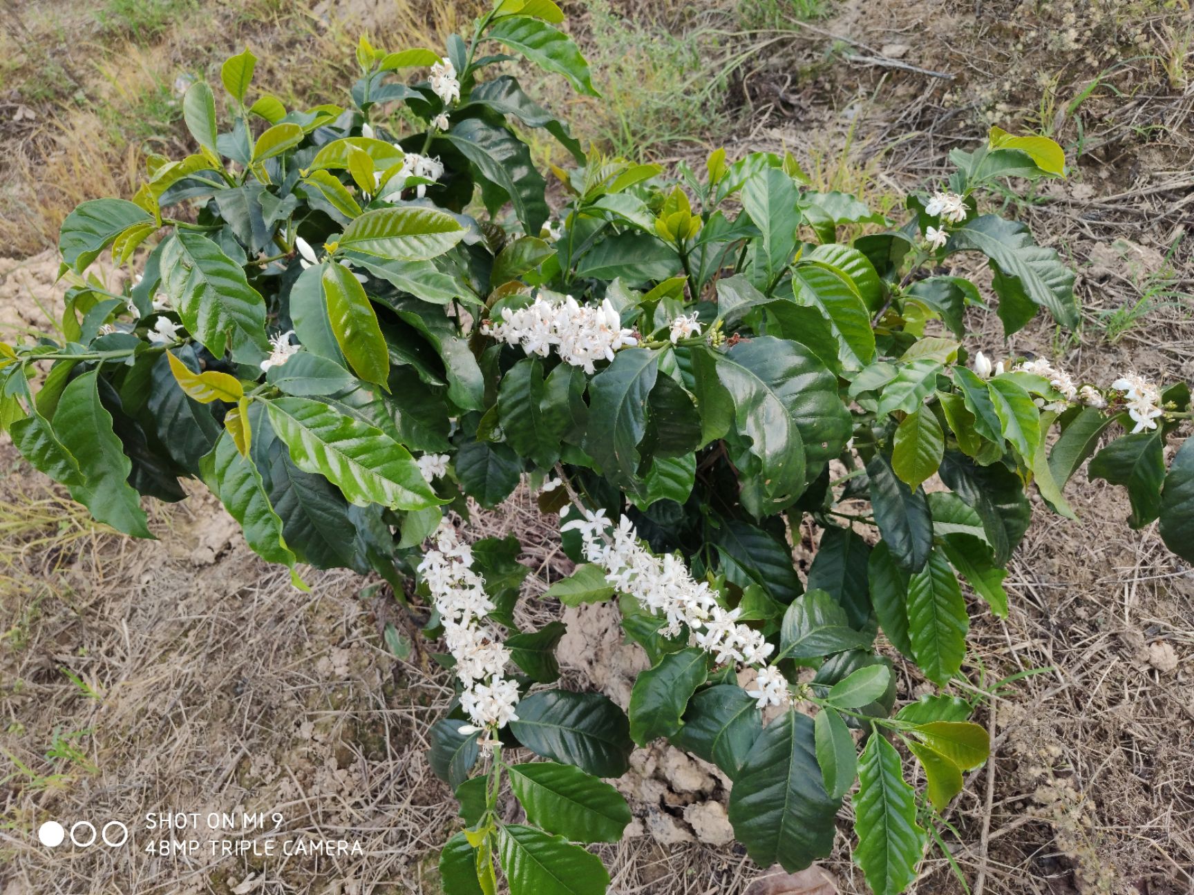 平南县咖啡树种子  盘景/亩种都可以的咖啡树苗