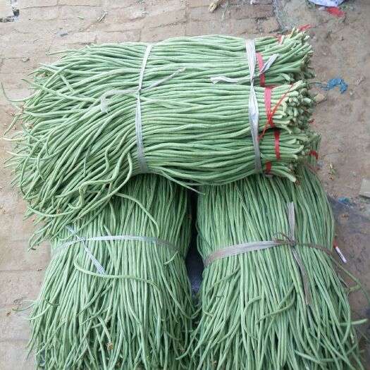 莘县绿龙豆角 40cm~70cm