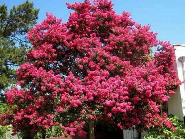 靖江市红花紫薇 紫微花