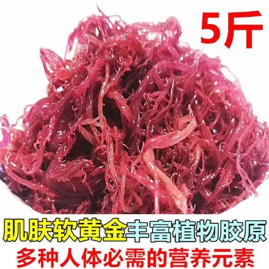 霞浦县龙须菜 紫藻新鲜货，干货，