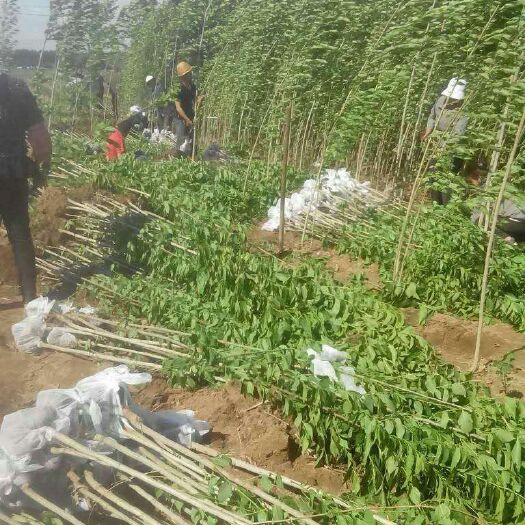 凯里市 出售1—3公分杜仲苗