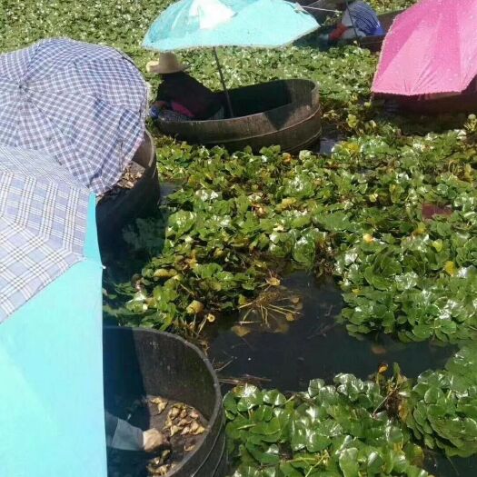 浠水县 去皮菱角大量供应