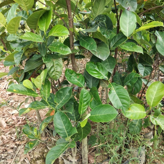 四季菠萝蜜苗 木菠萝树苗黄肉木菠萝广西嫁接苗带土带叶菠萝蜜果树苗包邮