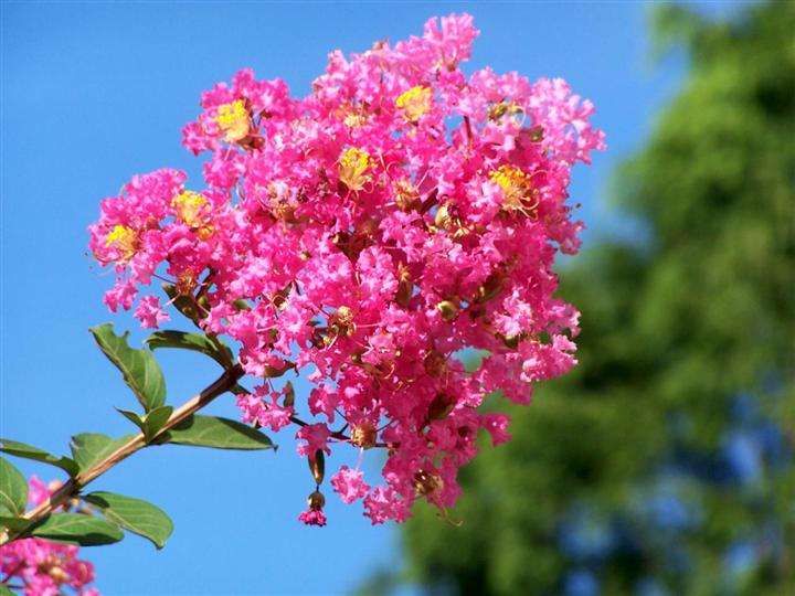 红花紫薇 紫微花