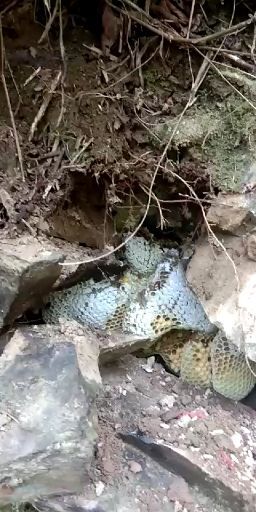 金平县 农家上山采的土蜂蜜，原汁原味，剂，