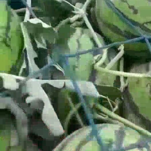 融水县甜王西瓜 无子瓜大量上市，有需要的请联系我寻找全国有实力代买
