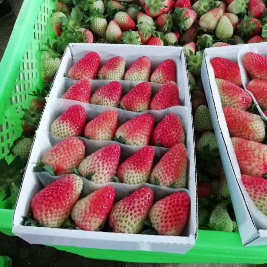 罗平县 蒙特瑞四季草莓