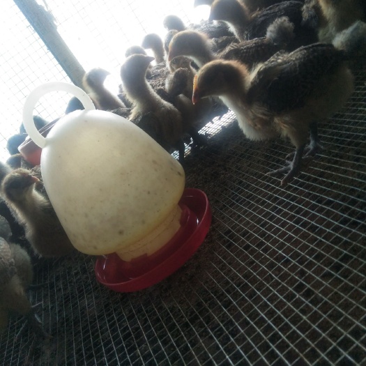 兴义市青脚麻鸡苗 青脚麻脱温苗批发