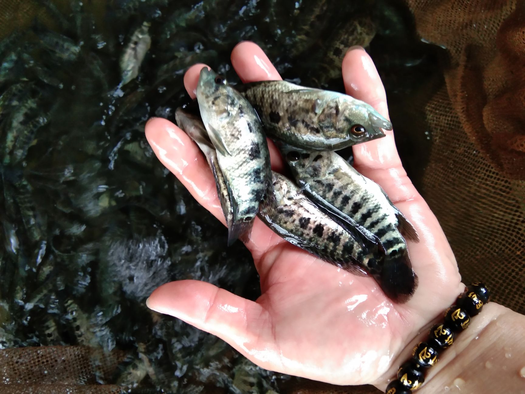 淡水石斑鱼苗  淡水石斑