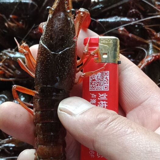 泗洪县 苏北塘口直发小龙虾