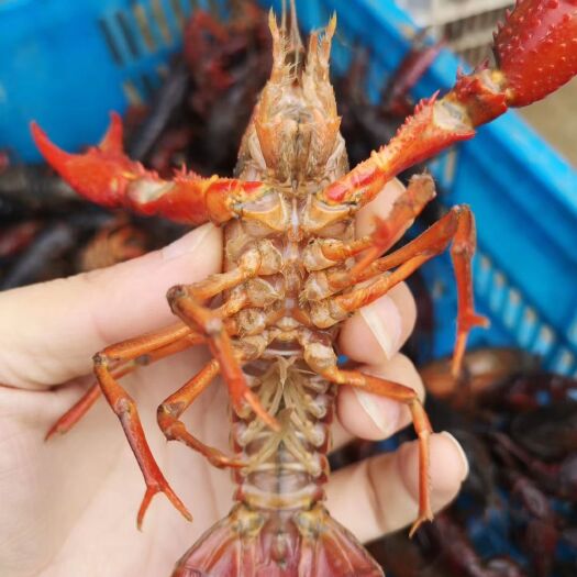 随县 自养小龙虾