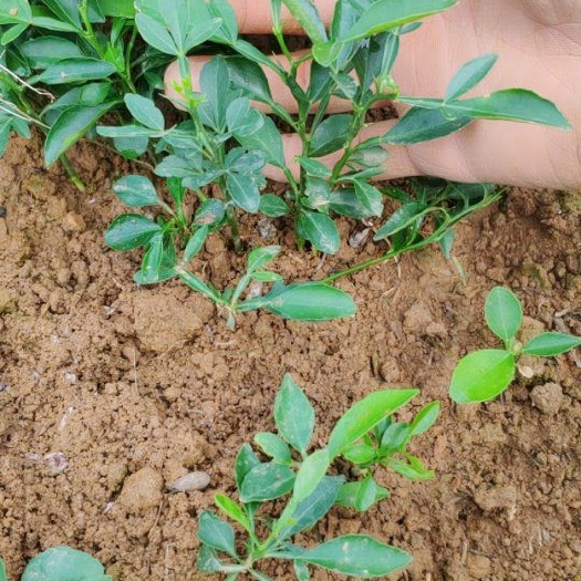 枳橙苗 大叶枳壳 枳橙种