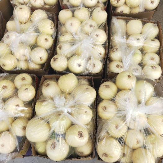 白玉甜瓜  甜瓜 小白瓜 伊利沙白   白沙蜜 基地直销品质