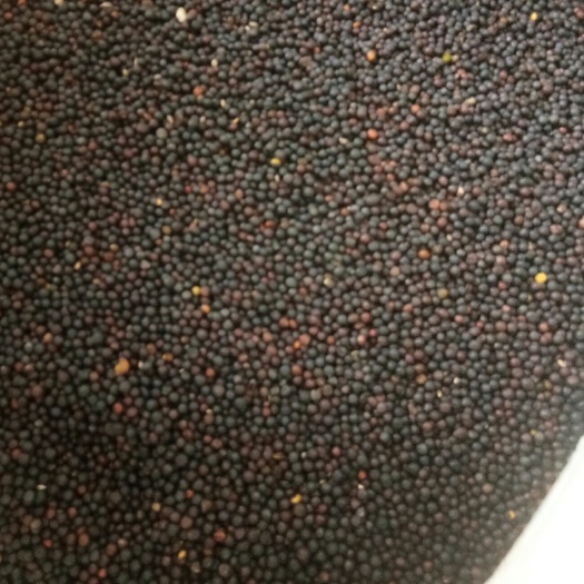祁阳市油菜籽  一级菜籽，小榨出油37，水份8个点，杂质无一干二净
