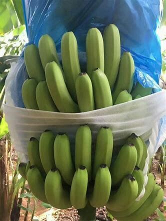 贵港 广东高品质香蕉，品质优！不支持7天无理由退换货！