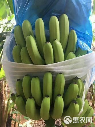  广东高品质香蕉，品质优！不支持7天无理由退换货！