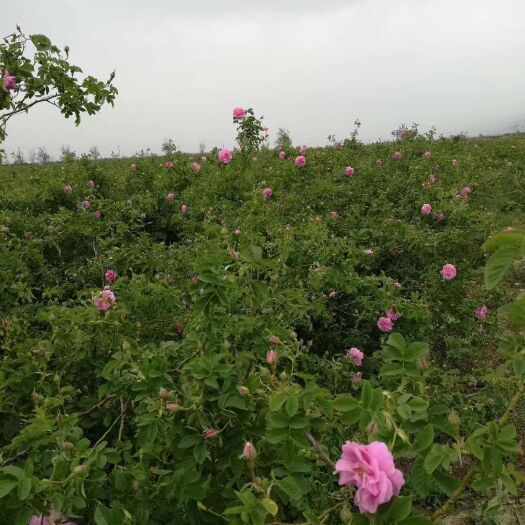 芮城县玫瑰花  法兰西玫瑰，千叶玫瑰，一手货源，产地直销，