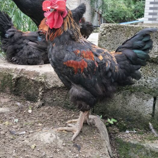 遵义 天路黑鸡