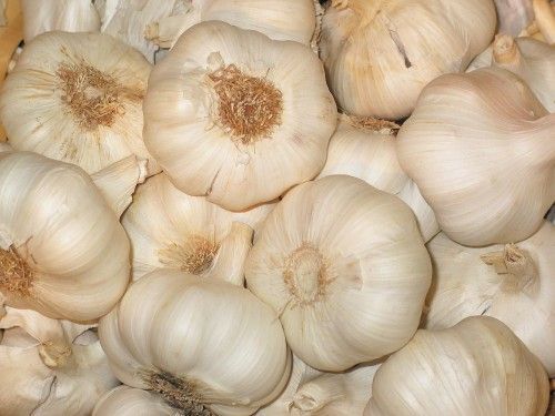 濮阳县白皮大蒜 4.5-5.0cm 多瓣蒜