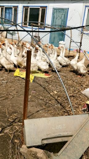 哈尔滨农家土鹅 8-10斤 公 全散养
