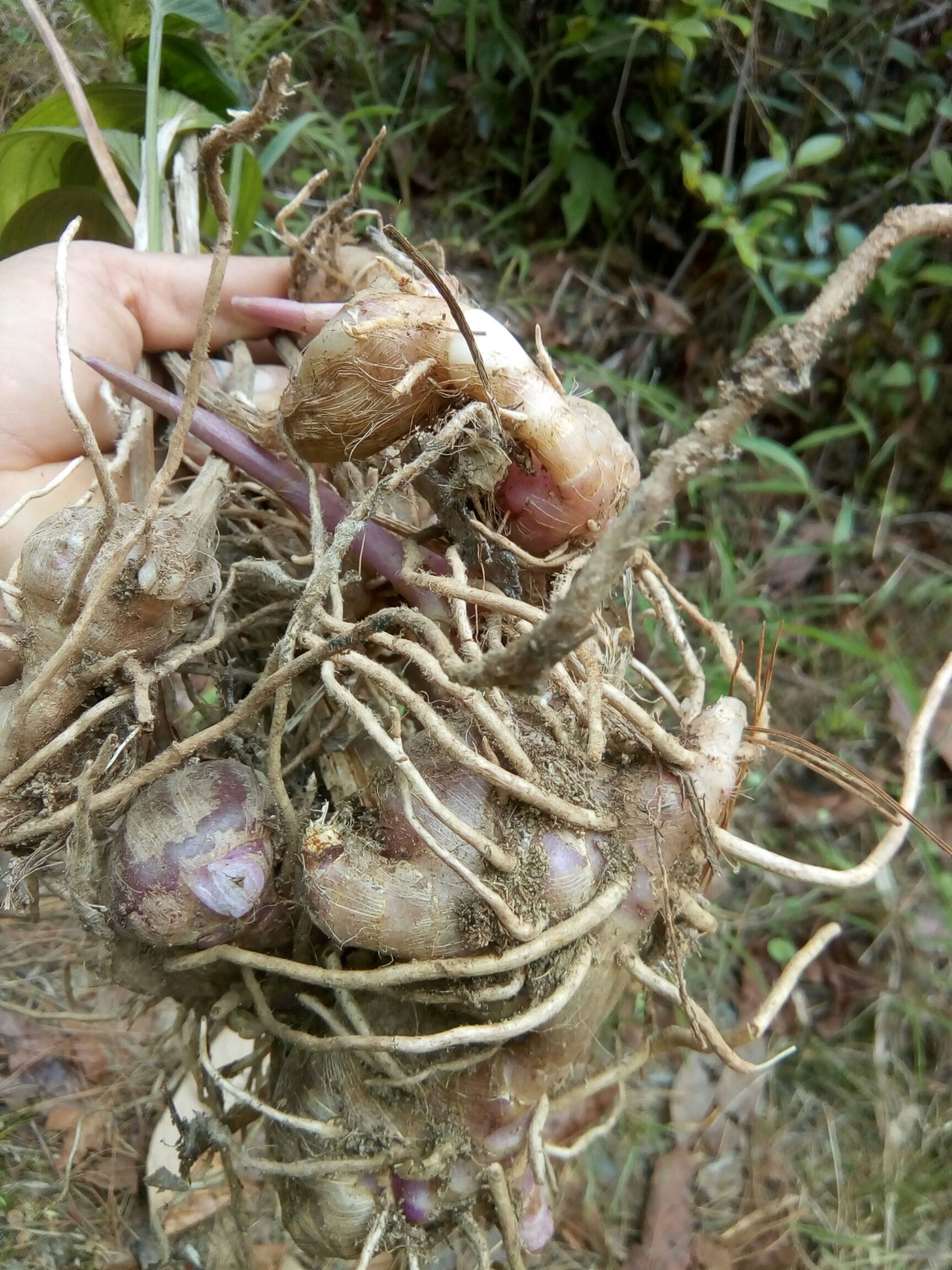 大白芨不施肥不打农药，林下种植仿数量有限要的赶紧联系