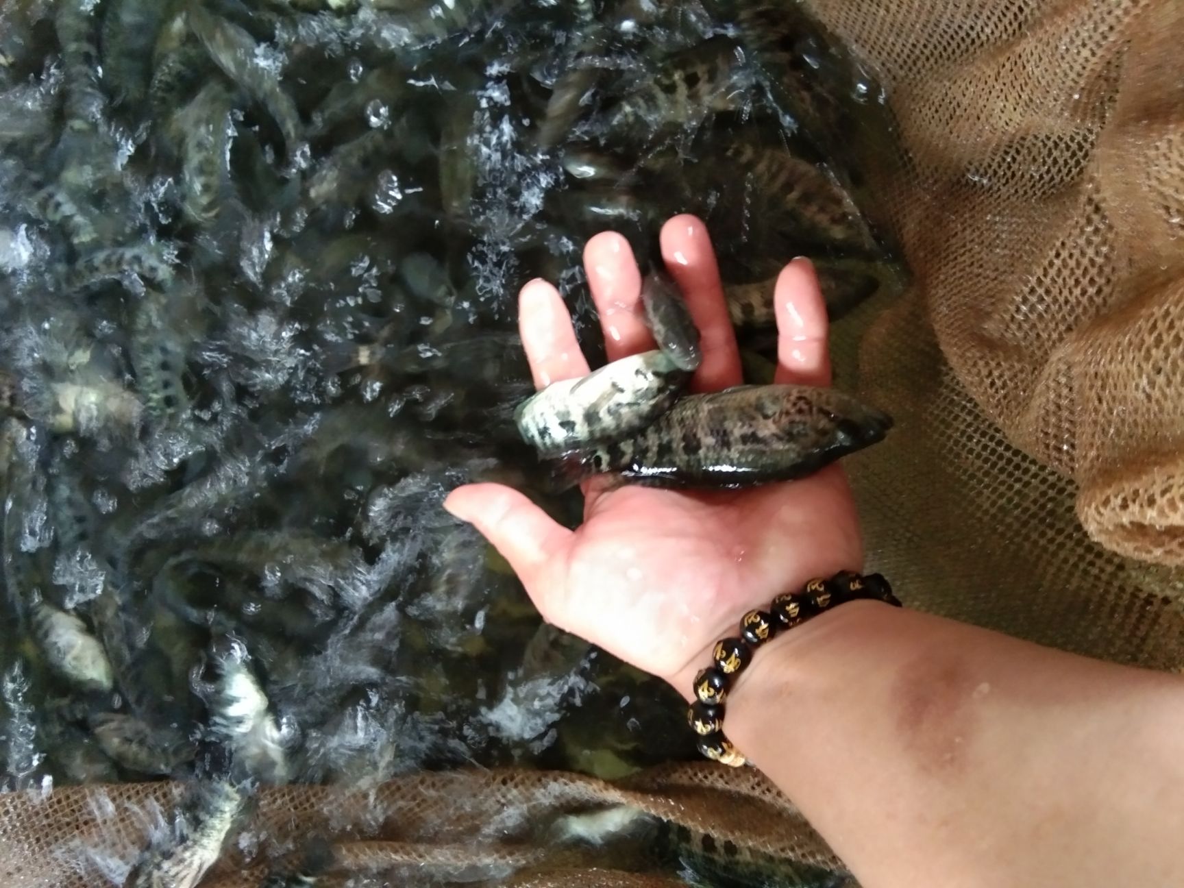 淡水石斑鱼苗  淡水石斑